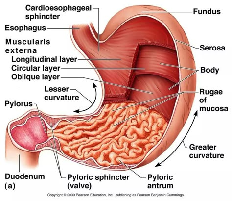 Stomach Stomach Diagram, Stomach Anatomy, Human Stomach, Digestive System Anatomy, Human Digestive System, Sistem Pencernaan, Nursing School Survival, Human Body Anatomy, Nursing School Notes