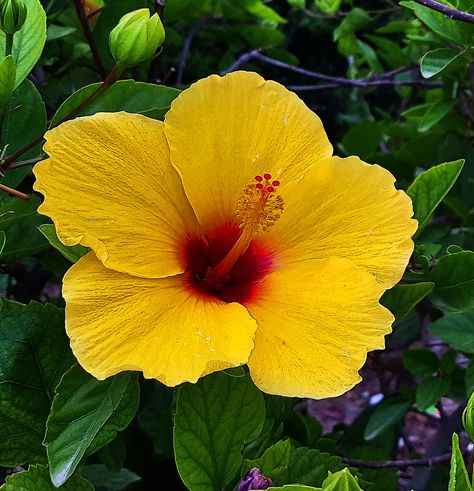 Yellow Tropical Flowers, Orange Hibiscus Aesthetic, Hawaii State Flower, Orange Hibiscus, Yellow Plumeria, Hawaii Flowers, Hibiscus Flower Orange, Yellow Hibiscus, Hibiscus Plant