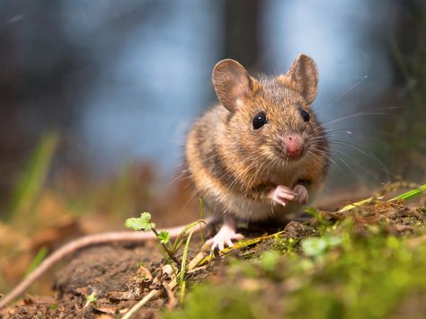 Field Mouse, Animal Facts, The More You Know, Rodents, Funny Facts, Fur Babies, Did You Know, Fun Facts, Cute Animals