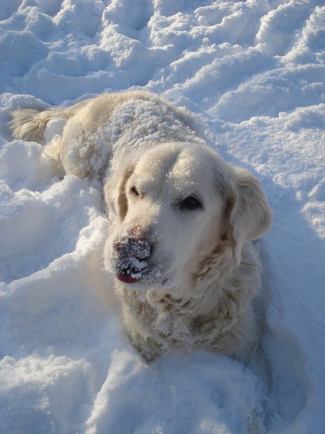 Golden Retriever Snow, German Shepherd White, Dogs Samoyed, White Shepherd Dog, Husky White, Dogs In Snow, Dog In The Snow, Dog In Snow, White Dog Breeds