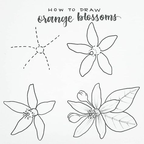 Hi everyone! Hope you're having a great Saturday and that you find a minute to try out this Orange Blossom tutorial!!! I LOVE this flower,… Plants Drawings, Plant Doodle, Botanical Line Drawing, Doodles Art, Draw Flowers, Trendy Plants, Flower Drawing Tutorials, Flower Drawings, Orange Blossoms