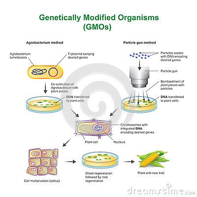 A genetically modified organism GMO is an organism or microorganism whose genetic material has been altered to contain a segment of DNA from another organism. Genetically Modified Plants, Basic Biology, Microbiology Study, Genetically Modified Organisms, Energy Machine, Cells Worksheet, Plant Cells, Genetically Modified Food, Food Technology