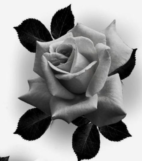 Rose Drawing Tattoo Realistic, Rose Tattoo Reference, Rose Reference Black And Grey, Rose Tattoo Realism, 3 Roses Tattoo Design, Realism Rose Tattoo, Realistic Rose Drawing, Roses Black And White, Rose Black And White