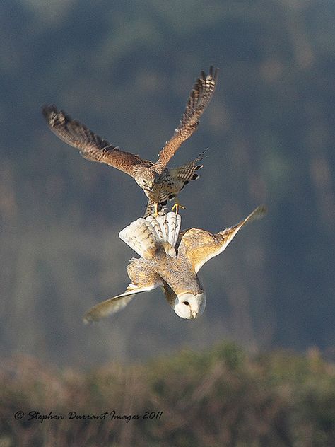 Raptor Bird Of Prey, Raptors Bird, Sparrowhawk, Owl Photos, Animal References, Owl Pictures, Beautiful Owl, Kestrel, Owl Bird