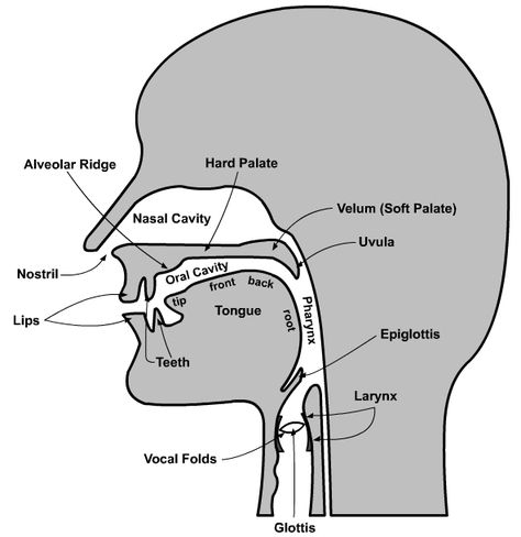 The organs of speech, excluding the lungs, with terms in English & French. Speech Language Pathology Grad School, Learn Singing, Soft Palate, Face Pores, English Phonics, Singing Tips, Speech Language Pathology, Workout Pictures, French Language