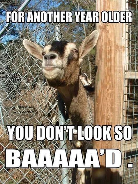 Happy Birthday Goat, Goat Quotes, Birthday Prayer For Me, Funny Goats, Funny Happy Birthday Meme, Birthday Prayer, Funny Birthday Meme, Goats And Sheep, Raising Goats