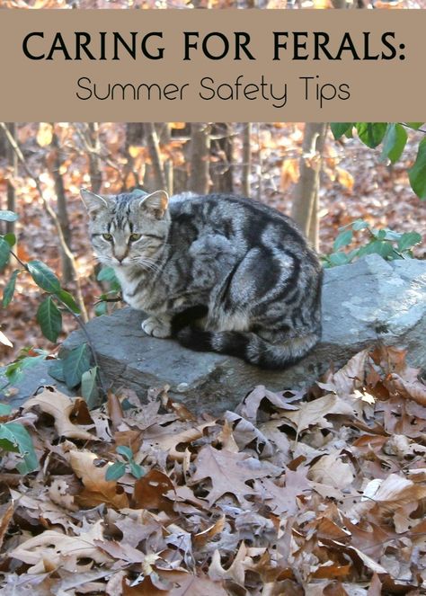 Caring for feral cats in your neighborhood? Check out these important tips to help keep them safe during the blazing hot summer months! http://www.prettyopinionated.com/2016/04/summer-safety-for-feral-cats/ Feral Cat Care, Kitty Supplies, Catification Ideas, Tnr Cats, Cat Colony, Cats Health, Summer Safety Tips, Outdoor Cat Shelter, Feral Cat Shelter