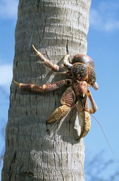 climbing a tree, so what Robber Crab, Coconut Crab, Tree Palm, Giant Animals, Coconut Palm Tree, Coconut Palm, Crustaceans, Coconut Shell, Large Animals