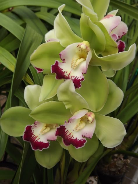 Cymbidium | My Orchids Journal: Cymbidium orchid Cymbiflor Montage x Valley Zenith ... Cymbidium Orchids Care, Orchids Care, Cymbidium Orchid, Orchid Planters, Orchid Photo, Green Orchid, Flowers Orchids, Orchid Color, Exotic Orchids