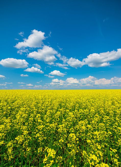 Canola Field, Farm Yard, Nature Art, Color, Art, Nature