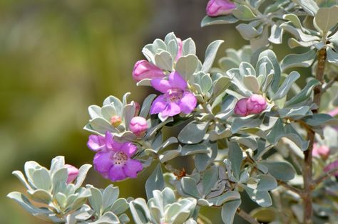 The Texas sage tree, really more of a woody shrub, flowers profusely and responds well to pruning, all combined with ease of care. Learn how to grow Texas sage and where and how to use it in the landscape using the information found in the following article. Sage Plants, Sage Bush, Licorice Plant, Texas Sage, Texas Landscaping, Garden Front Of House, Japanese Painted Fern, Silver Plant, Sage Plant