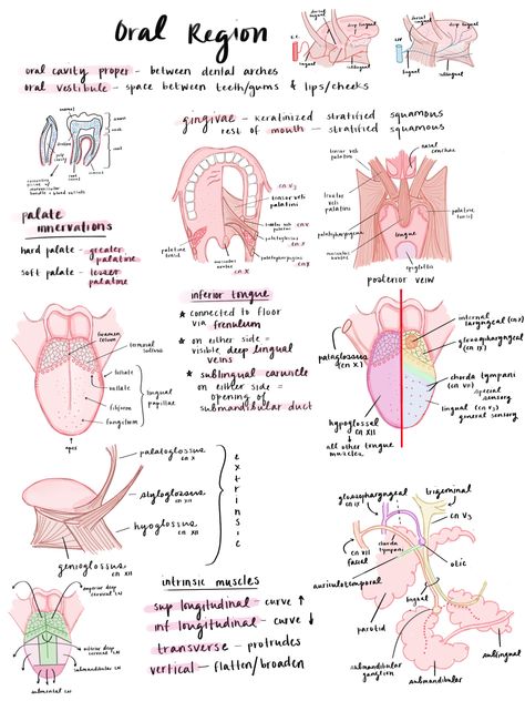 Mouth Anatomy Medical, Dentist Study Notes, Head And Neck Anatomy Notes, Dental Assistant X Ray Study, Dental Hygiene Clinical Notes, Dental Hygiene Study Notes, Dental Notes Aesthetic, Orthodontic Assistant Aesthetic, Dentistry Student Notes