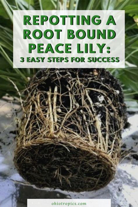 Repotting a Root Bound Peace Lily: 3 Easy Steps for Success - When you have a peace lily (Spathiphyllum) that is extremely root bound and it is time to repot into a bigger pot, there is one important step that many people miss. Learn more in this article! How To Split A Peace Lily, Repot Peace Lily, Peace Lily Care Repotting, How To Repot A Peace Lily Plant, How To Propagate Peace Lily, Repotting Peace Lily, Peace Lily Root Rot, How To Revive A Peace Lily Plant, Sick Peace Lily