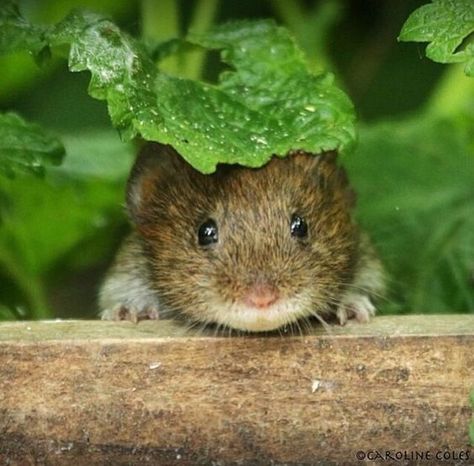 Brown Mouse, Small Mammals, Spring Showers, Field Mouse, Country Lane, Mouse House, Brown House, Little Critter, October 7