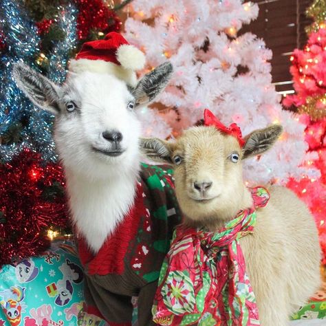 Goat Photography, Fall Sleepover, Goat Life, Christmas Goats, Christmas Goat, Goat Christmas, Christmas Parade, Mountain Goat, Christmas Costumes