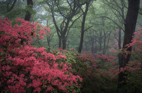 Epic Photography, Giant Animals, Dark Green Aesthetic, Plant Aesthetic, Nature Aesthetic, Pretty Places, Green Aesthetic, Go Outside, Pink Wallpaper