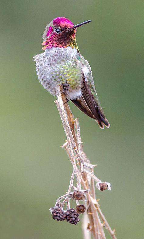 Have a wonderful day with hummingbird. Hummingbird Photography, Hummingbird Photos, Hummingbirds Photography, Anna's Hummingbird, Blue Flower Painting, Pretty Animals, Have A Wonderful Day, Pretty Birds, Wonderful Day