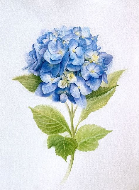 Hydrangea Watercolor Painting, Hydrangea Tattoo, Hydrangea Watercolor, Paw Print Art, Loose Watercolor Paintings, Hydrangeas Art, Watercolor Hydrangea, Hydrangea Painting, Flower Sketches