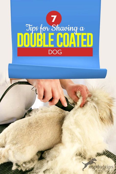 7 Tips for Shaving a Double Coated Dog – Top Dog Tips Shaved Golden Retriever, Tips For Shaving, Golden Retriever Husky, Shaving Tips, Dog Grooming Tips, Thick Coat, Dog Top, Dog Tips, Shepherd Dogs