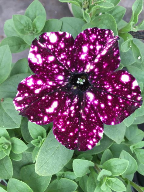 Night Sky Petunia, Black Plants, Galaxy Flowers, Petunia Flower, Beautiful Galaxy, Goth Garden, Gothic Garden, Blue And Purple Flowers, Purple Garden