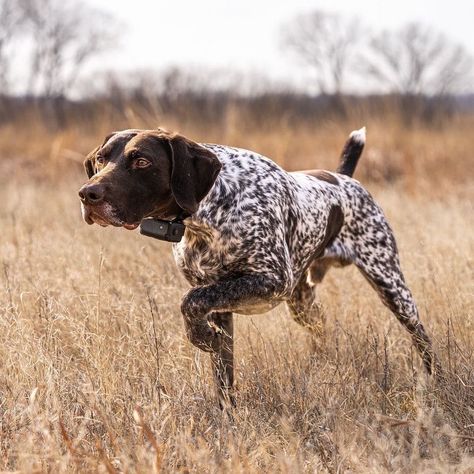 Cute Hunting Dogs, German Pointer, Irish Red Setter, Red Setter, Gsp Dogs, Gsp Puppies, Hunting Pictures, German Shorthaired Pointer Dog, Bird Dog