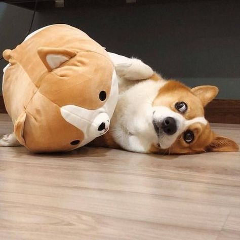 d2thac:Cute Credit to @corgifeed : Help meee Follow our pawtner... Corgi Plush, Pet Shelter, Pitbull Puppy, Corgi Puppy, Cute Corgi, Pembroke Welsh Corgi, Puppies Funny, Corgi Dog, Welsh Corgi