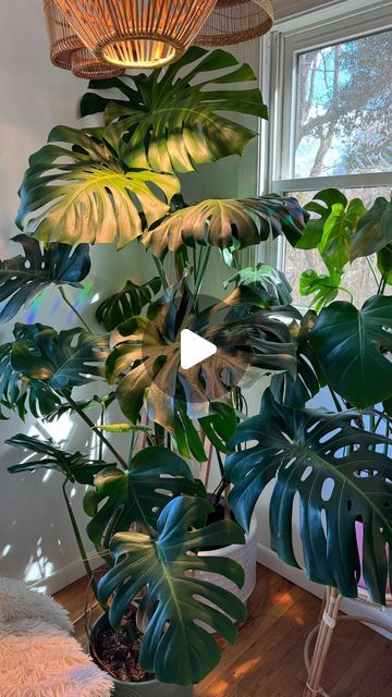 Planter Ideas Indoor, Monstera Support, Ladder Trellis, Houseplants Low Light, Plant Care Tips, Plants Decor, A Ladder, Monstera Plant, House Plants Decor