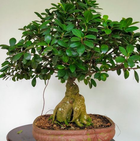 Ficus Ginseng Bonsai, Flowering Bonsai Tree, Ficus Ginseng, Bonsai Ficus, Ficus Pumila, Ficus Microcarpa, Beautiful Bonsai, Bonsai Tree Care, Ficus Benjamina