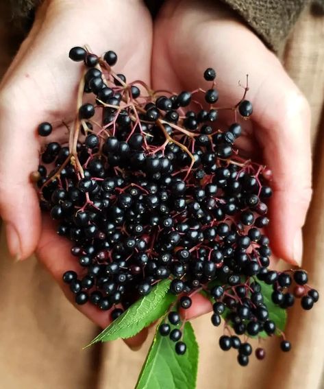 11 Ways Elderberry Can Improve Your Health Elderberry Benefits, Low Residue Diet, Elderberry Plant, Black Elderberry, Types Of Berries, Strengthen Immune System, Blood Sugar Management, Uric Acid, Heart Healthy Recipes