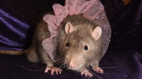 Pretty princess ballerina. Rat Princess, Princess Ballerina, Painting References, Cute Rats, Pretty Princess, Mice, Rats, Fur Babies, Art Ideas