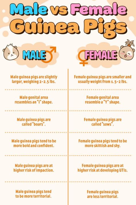 Male Vs Female Guinea Pigs  #guineapigs #guineapigcare #guineapigdiet #guinea #guineapighealth #GuineaPigNames #guineapigslife Guinea Pig Names, Pig Enclosure, Female Guinea Pigs, Guinea Pig Information, Indoor Guinea Pig Cage, Guinea Pig Diet, Pig Facts, Guinea Pig Diy, Guinea Pig Hutch