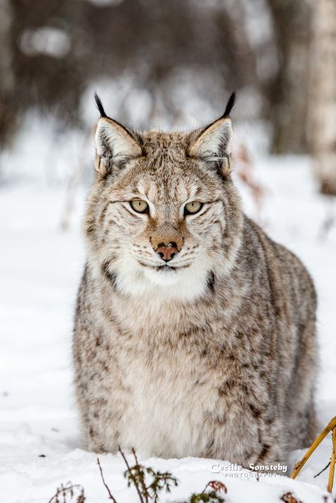 Lynx Lynx, Canada Lynx, Siberian Forest, Eurasian Lynx, Pretty Animals, Whitetail Deer, Large Cats, World Best Photos, Lynx