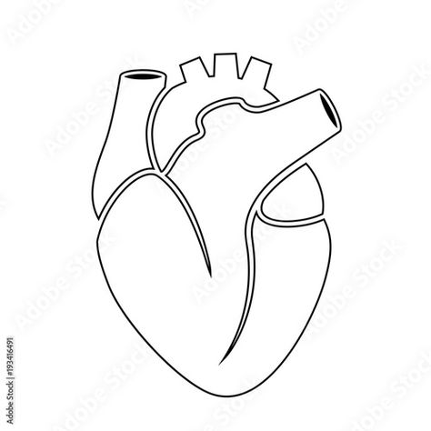 Anatomical Heart Outline, Heart Anatomy Drawing, Anatomy Heart, Coloring Template, Human Heart Anatomy, Heart Anatomy, Heart Outline, Heart Template, Anatomical Heart