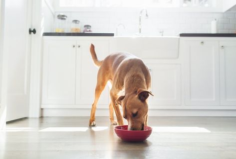 Diy Dog Food, General Mills, Dog Food Brands, Blue Buffalo, Raw Dog Food Recipes, Dog Diet, Human Food, Best Dog Food, Puppy Food