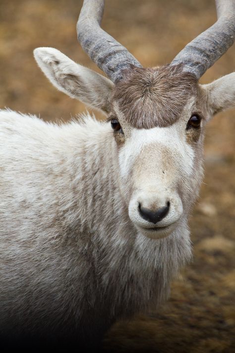 Addax Antelope, Gods Hands, Animals With Horns, Regard Animal, David Lee, Animal References, Mule Deer, Incredible Creatures, Wild Creatures