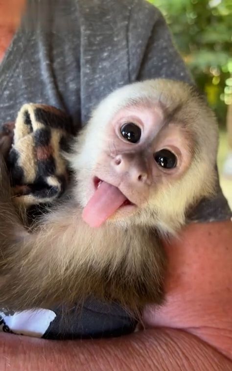 Cute Monkey Aesthetic, Monkey Aesthetic Cute, Monkey Wallpaper Cute, Cute Monkey Wallpaper, Capuchin Monkey Pet, Cute Monkey Drawing, Monkey Aesthetic, Monkey Anime, Monkeys Cute