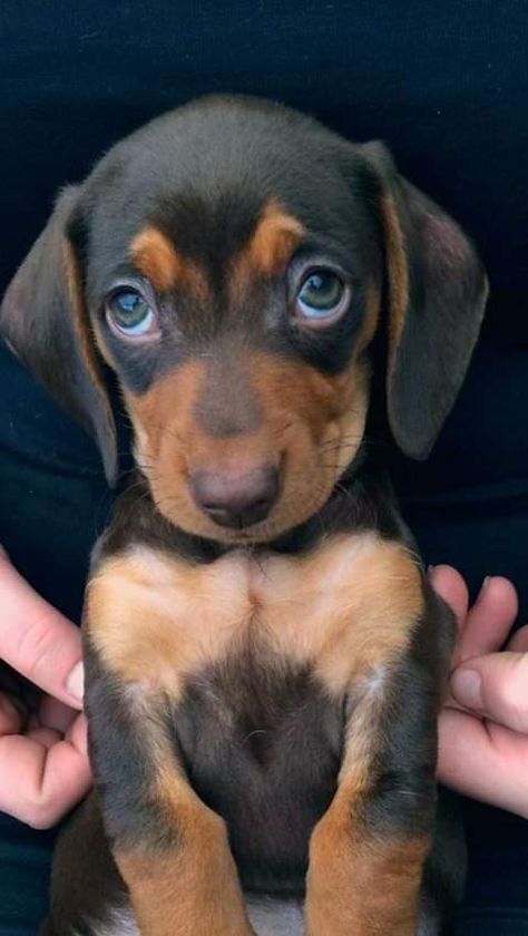 Springer Puppies, Weiners, Baby Animals Pictures, Cute Little Puppies, Weenie Dogs, Cute Animals Images, Dachshund Puppies, Dachshund Puppy