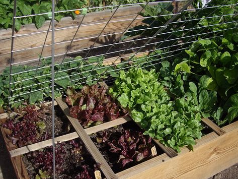 Homestead Revival: Benefits And Construction of Raised Beds For Vegetable Gardening Intensive Planting, Intensive Gardening, Square Foot Gardening Layout, Straw Bale Gardening, Fall Garden Vegetables, Square Foot Gardening, Pallet Garden, Garden Boxes, Veggie Garden