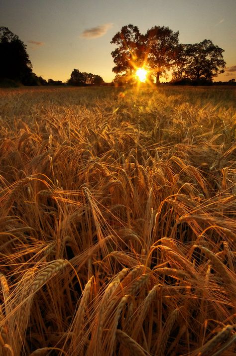 Country Backgrounds, Music Background, Fields Of Gold, Wheat Field, Wheat Fields, Nature Sounds, Fields Photography, Arte Inspo, Sunset Pictures