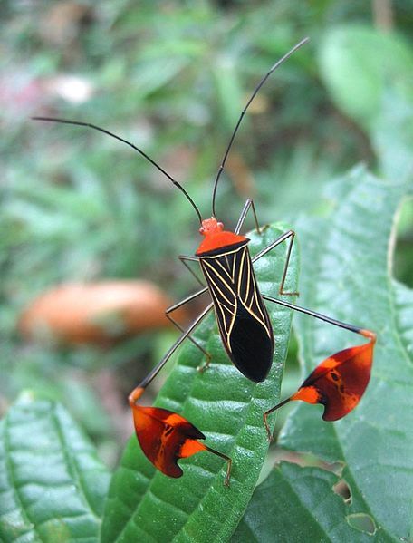 A leaf-footed bug Anisocelis flavolineata[1] (Rhynchota: Coreidae). The specimen was found near Santa Fé (Veraguas Province, Panamá). Leaf Footed Bug, Weird Insects, Foto Macro, Insect Photos, Cool Insects, Insect Tattoo, Insect Collection, Cool Bugs, Flying Insects