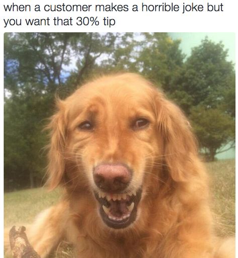 27 Faces Anyone Who Has To Serve Customers Will Understand Laugh Meme, Psy I Szczenięta, Funny Dog Memes, La Face, Dog Memes, Animal Memes, Ipa, Bones Funny, Best Memes