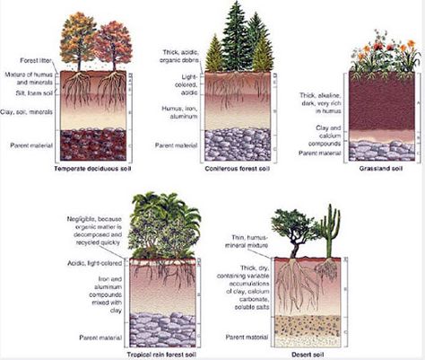 Tropical Soils: Less is More in Fast Carbon Pathways, but Only with Standing Forest - PermacultureNews.org Landform, Soil Layers, Have Inspiration, Top Soil, Organic Fertilizer, Garden Soil, Organic Farming, Types Of Soil, Facades