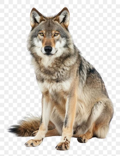 Wolf Png, Animal Body Parts, Wolf Animal, Timber Wolf, Animal Heads, Wildlife Animals, Mammals, North American, Animals