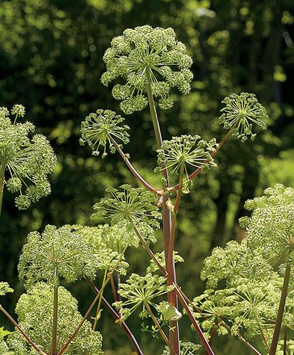 Angelica Herb, Medicinal Herb, Dried Bouquet, Plant Spacing, Organic Seeds, Herb Seeds, Fresh Cut Flowers, Heirloom Seeds, Garden Pests