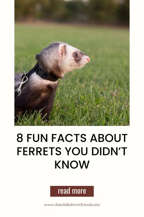 🌟🐾 Dive into the world of ferret fascination! Our guide reveals 8 fun facts that'll amaze and entertain you, deepening your love for these playful and charming pets. 🐭❤️ #FerretFacts #PetTrivia #PlayfulWonder Ferret Care Guide, Ferret Care, Black Footed Ferret, Ferrets Care, Pet Ferret, Kids Story, Grooming Routine, Fluffy Animals, Positive Reinforcement