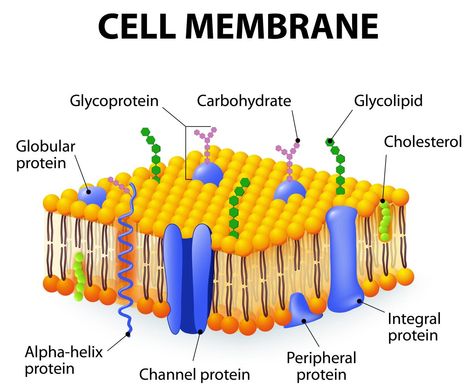 Cell Membrane Structure and Function Cell Membrane Structure, Membran Sel, Cell Diagram, Cells Project, Membrane Structure, Plasma Membrane, Cell Model, Septum Piercings, Animal Cell