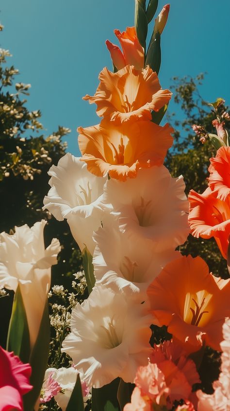 Close-up of orange, pink, and white gladiolus flowers in the sun, in the style of Slim Aarons, with papel picado, hyperrealistic photography. - Vave BG Gladiolus Flower Photography, White Gladiolus, Flowers In The Sun, Gladiolus Flower, Slim Aarons, Flowers Photography, Orange Pink, Pink And White, Pink And Orange