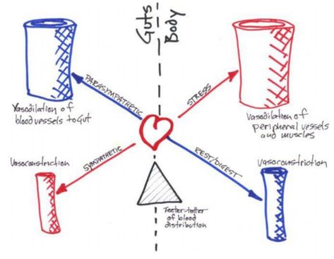 Vasodilation vs. Vasoconstriction Vacuoles Diagram, Vesalius Anatomy, Aortic Valve Stenosis, Vertebral Artery Dissection, Heart Valve Disorders, Blood Vessels, Line Chart, Anatomy, Map