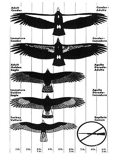 Condor - wikipedia, the free encyclopedia, Condor is the name for two species of vultures, each in a monotypic genus. Description from duoliphotography.com. I searched for this on bing.com/images Condor Tattoo, Shoulder Tats, Andean Condor, California Condor, Pink Head, Tattoo Graphic, Artsy Pictures, Big Sur California, Central Illinois