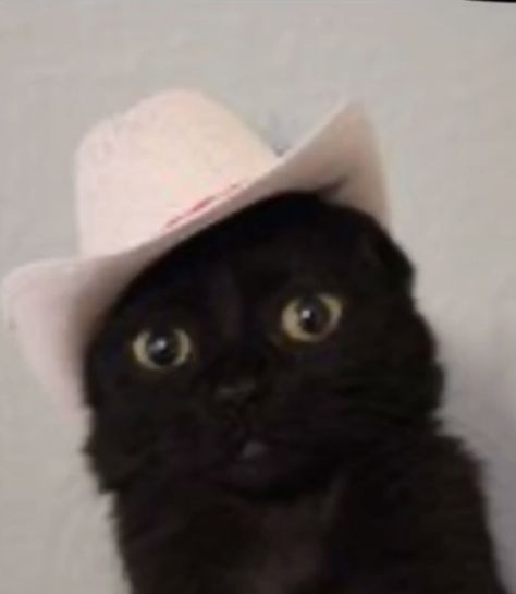 Animals In Cowboy Hats, Cat With Cowboy Hat, Carry On Jatta 3, Cat In Cowboy Hat, Cat Cowboy Hat, Mexican Cat, Cats With Hats, Cats Doing Funny Things, Cat Litter Mat